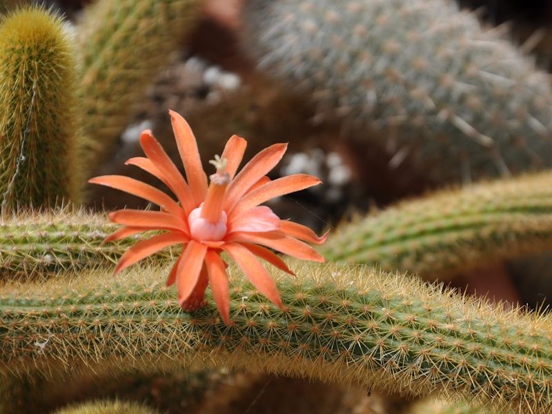 a blooming cactus